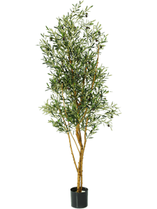 Olive Branched (FR)