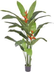 Heliconia Tuff (FR)