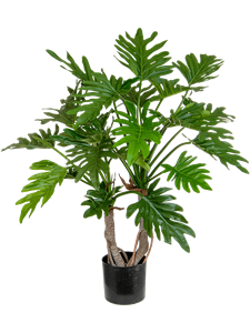 Philodendron Bush (FR)