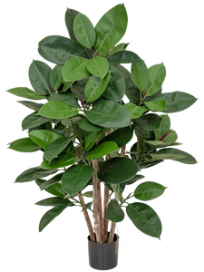 Ficus Elastica Bush (FR)
