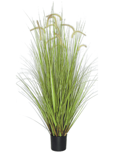 Dogtail Grass Bush (FR)