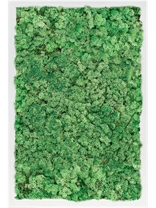 Moosbild MDF RAL 9010 Satin Gloss 100% Reindeer Moss (Grass green) 60-40-6