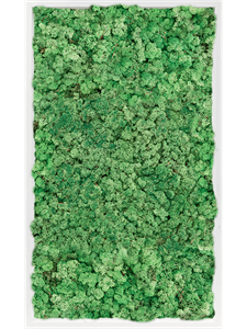 Moosbild MDF RAL 9010 Satin Gloss 100% Reindeer Moss (Grass green)
