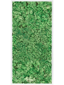 Moosbild MDF RAL 9010 Satin Gloss 100% Reindeer Moss (Grass green)