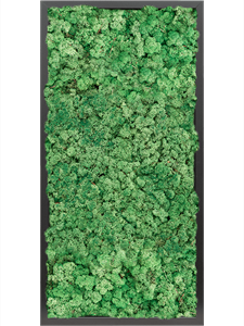 Moosbild MDF RAL 9005 Satin Gloss 100% Reindeer moss (Grass Green) 80-40-6