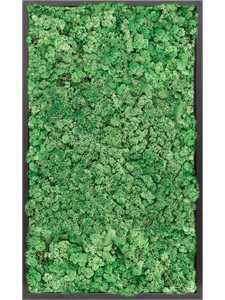 Moosbild MDF RAL 9005 Satin Gloss 100% Reindeer moss (Grass Green)