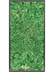 Moosbild MDF RAL 9005 Satin Gloss 100% Reindeer moss (Grass Green)