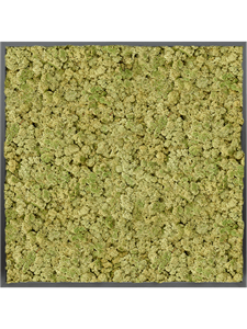 Moosbild MDF RAL 9005 Satin Gloss 100% Reindeer moss (Old Green)