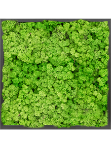 Moosbild MDF RAL 9005 Satin Gloss 100% Reindeer moss (Light Grass Green)