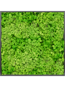 Moosbild MDF RAL 9005 Satin Gloss 100% Reindeer moss (Light Grass Green)