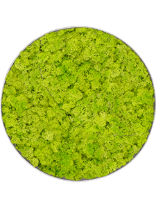 Moosbild Nova Frame Natural-concrete Reindeer moss (Spring green) 39-5