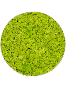 Moosbild Nova Frame White-concrete Reindeer moss (Spring green) 39-5