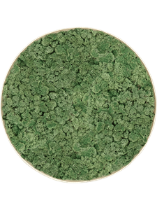 Moosbild Nova Frame White-concrete 100% Reindeer Moss (Moss green) 39-5