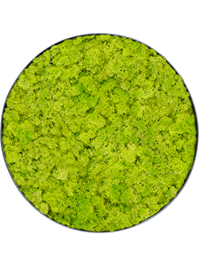 Moosbild Nova Frame Anthracite-concrete Reindeer moss (Spring green) 69-5