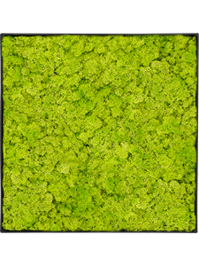 Moosbild Nova Frame Anthracite-concrete Reindeer moss (Spring green) 30-30-5