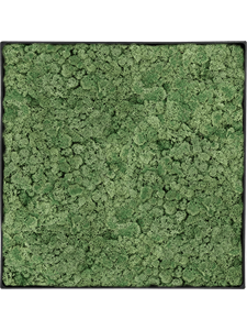 Moosbild Nova Frame Anthracite-concrete 100% Reindeer Moss (Moss green) 30-30-5