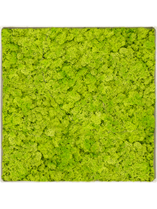 Moosbild Nova Frame Antique White-concrete Reindeer moss (Spring green) 30-30-5