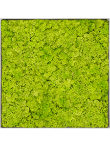 Moosbild Nova Frame Natural-concrete Reindeer moss (Spring green) 30-30-5