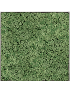 Moosbild Nova Frame Natural-concrete 100% Reindeer Moss (Moss green) 30-30-5