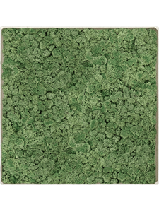 Moosbild Nova Frame Antique White-concrete 100% Reindeer Moss (Moss green) 40-40-5