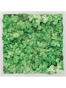 Moosbild Aluminum 100% Reindeer moss (Grass Green)