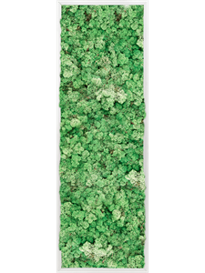 Moosbild Aluminum 100% Reindeer moss (Grass Green)