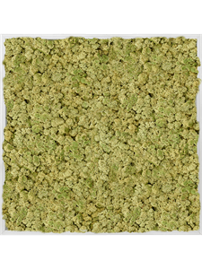 Moosbild Aluminum 100% Reindeer moss (Old Green) 80-80-6