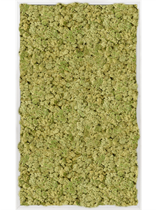 Moosbild Aluminum 100% Reindeer moss (Old Green) 100-60-6