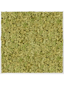 Moosbild Aluminum 100% Reindeer moss (Old Green) 100-100-6