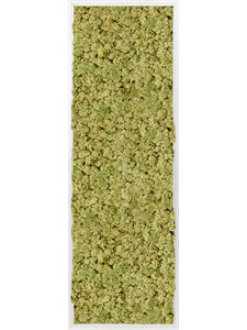 Moosbild Aluminum 100% Reindeer moss (Old Green) 120-40-6