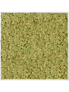 Moosbild Aluminum 100% Reindeer moss (Old Green) 120-120-6