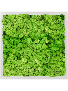 Moosbild Aluminum 100% Reindeer moss (Light Grass Green) 40-40-6