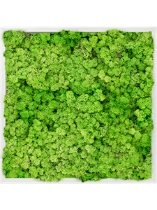 Moosbild Aluminum 100% Reindeer moss (Light Grass Green) 60-60-6