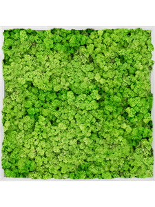 Moosbild Aluminum 100% Reindeer moss (Light Grass Green) 80-80-6