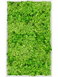 Moosbild Aluminum 100% Reindeer moss (Light Grass Green) 100-60-6