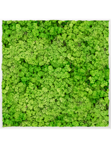 Moosbild Aluminum 100% Reindeer moss (Light Grass Green) 100-100-6