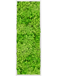 Moosbild Aluminum 100% Reindeer moss (Light Grass Green) 120-40-6