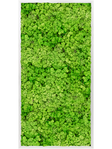 Moosbild Aluminum 100% Reindeer moss (Light Grass Green)