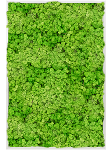 Moosbild Aluminum 100% Reindeer moss (Light Grass Green) 120-80-6