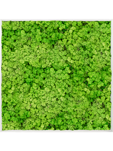 Moosbild Aluminum 100% Reindeer moss (Light Grass Green) 120-120-6