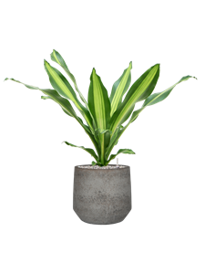 {{productViewItem.photos[photoViewList.activeNavIndex].Alt || productViewItem.photos[photoViewList.activeNavIndex].Description || 'Dracaena fragrans &#39;Burley&#39; in Cement &amp; Stone, 33416'}}