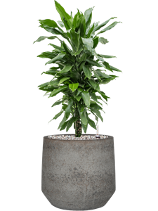 {{productViewItem.photos[photoViewList.activeNavIndex].Alt || productViewItem.photos[photoViewList.activeNavIndex].Description || 'Dracaena fragrans &#39;Janet Lind&#39; in Cement &amp; Stone'}}