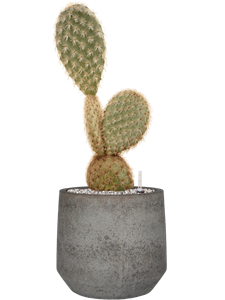 Opuntia galapageia (60-80) in Cement & Stone