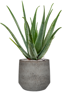 Aloe vera barbadensis in Cement & Stone, 33423