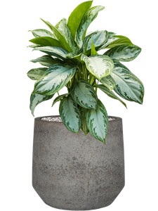 {{productViewItem.photos[photoViewList.activeNavIndex].Alt || productViewItem.photos[photoViewList.activeNavIndex].Description || 'Aglaonema &#39;Silver Bay&#39; in Cement &amp; Stone'}}