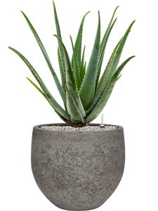 Aloe vera barbadensis in Cement & Stone, 33428