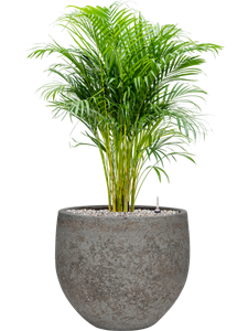 {{productViewItem.photos[photoViewList.activeNavIndex].Alt || productViewItem.photos[photoViewList.activeNavIndex].Description || 'Dypsis (Areca) lutescens in Cement &amp; Stone'}}