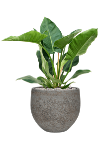 {{productViewItem.photos[photoViewList.activeNavIndex].Alt || productViewItem.photos[photoViewList.activeNavIndex].Description || 'Philodendron &#39;Imperial Green&#39; in Cement &amp; Stone'}}