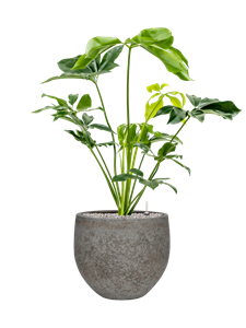 {{productViewItem.photos[photoViewList.activeNavIndex].Alt || productViewItem.photos[photoViewList.activeNavIndex].Description || 'Philodendron &#39;Green Wonder&#39; in Cement &amp; Stone'}}