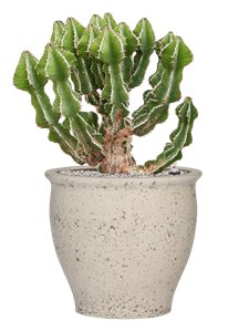 {{productViewItem.photos[photoViewList.activeNavIndex].Alt || productViewItem.photos[photoViewList.activeNavIndex].Description || 'Euphorbia fortissima (65-75) in Mediterranean'}}